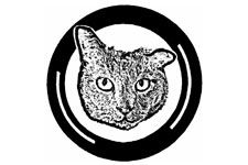 Photo of Scrappy Cat Photo of Scrappy Cat